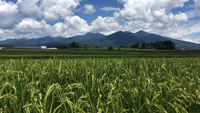 八ヶ岳と八ヶ岳山麓に広がる田んぼ