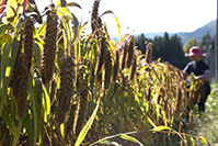 「新日本風土記　オクシズ 奥静岡」