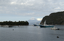 新日本風土記　伊豆半島 春のマイウェイ